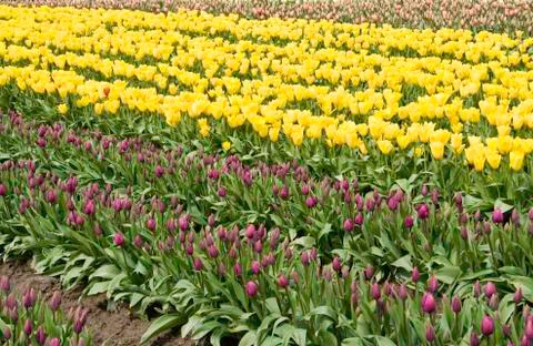Tulip field Stock Photos