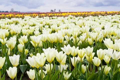 Tulip field Stock Photos