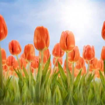 Tulip Field Stock Photos