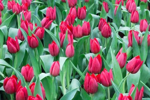 Tulip field Stock Photos