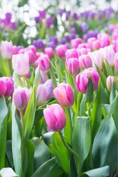 Tulip field Stock-Fotos
