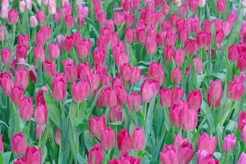 Tulip field Stock Photos