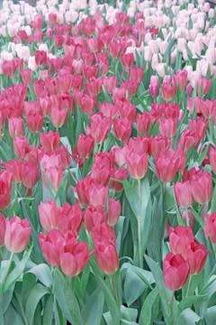 Tulip field Stock Photos