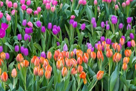 Tulip field Stock Photos
