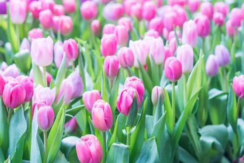 Tulip field Stock Photos