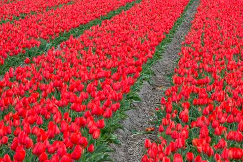 Tulip Field Stock Photos