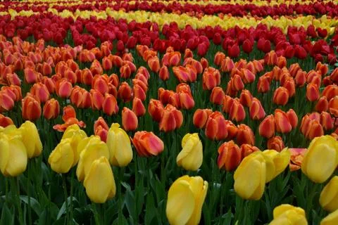 Tulip Field. Stock Photos