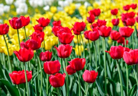 Tulip field Stock Photos
