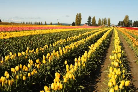 Tulip field Stock Photos