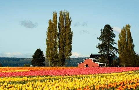 Tulip field Stock Photos