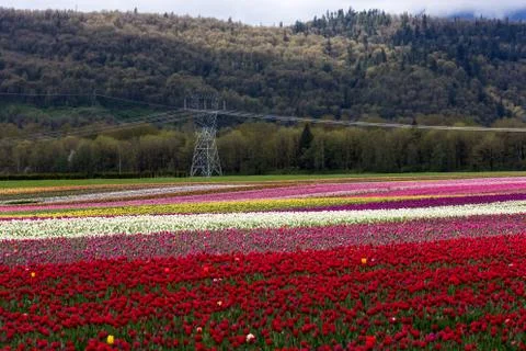 Tulip Field Stock-Fotos