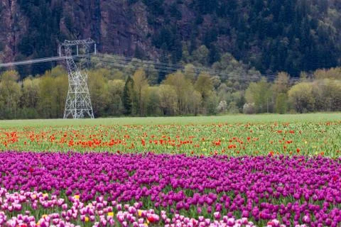 Tulip Field Stock Photos