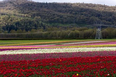 Tulip Field Stock Photos
