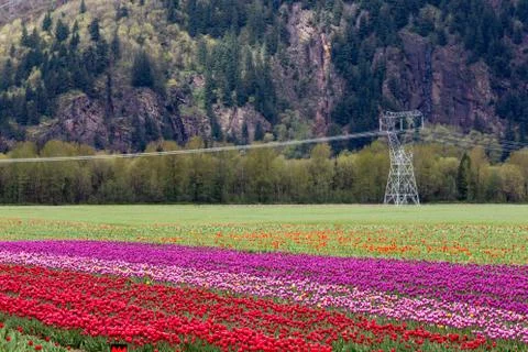 Tulip Field Stock Photos