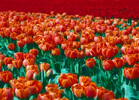 Tulip field Stock Photos