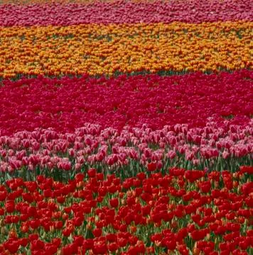 Tulip field Foto stock