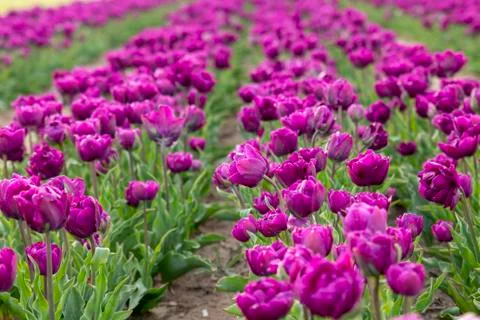 Tulip field 库存照片