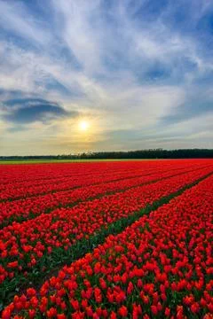 Tulip Field Stock Photos