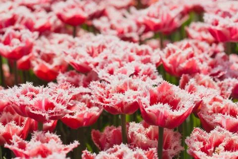 Tulip in the field Stock Photos