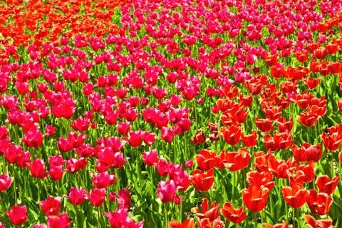 Tulip field Stock Photos