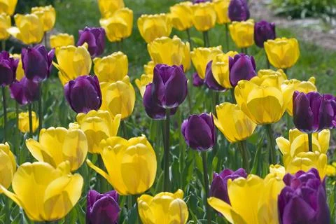 Tulip Field Stock Photos