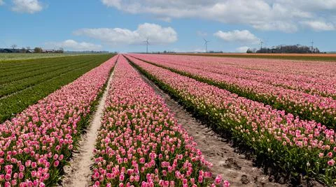 Tulip field in spring Stock Photos