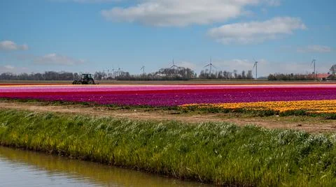 Tulip field in spring Stock Photos