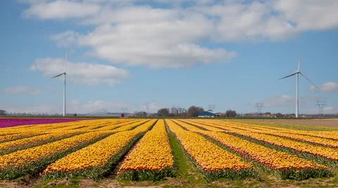 Tulip field in spring Stock Photos