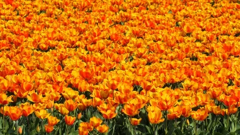 Tulip field in the springtime, Netherlands Stock Footage 106142400