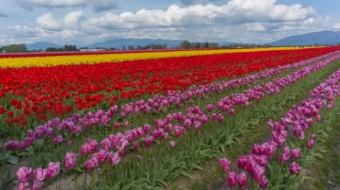 Tulip Field Static and Pan Video stock 48873635