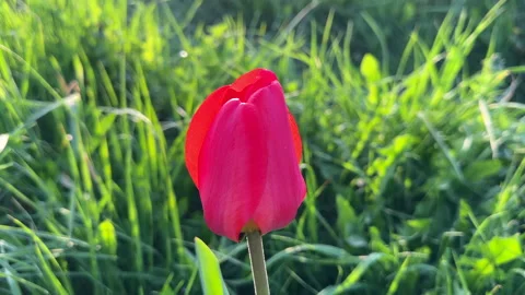Tulip in field on sunset. Stock Footage 274345067