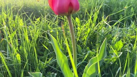 Tulip in field on sunset. Stock Footage 274345344