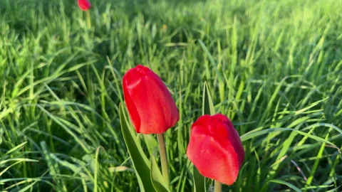Tulip in field on sunset. Stock Footage 274345361