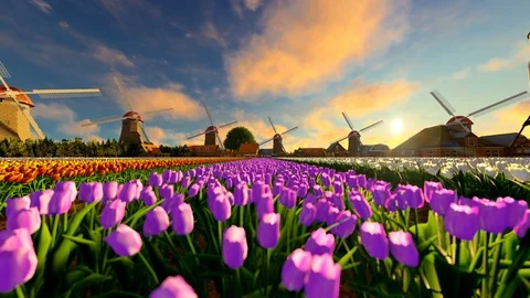 Tulip field at sunset with old wind mill on the background Stock Footage 109361802