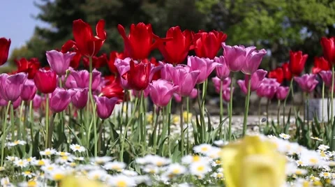 Tulip field swaying in the wind Stock Footage 62863602