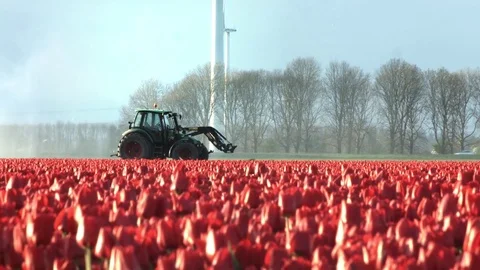 Tulip field with tractor and watering sprinkler Stock Footage 74551653