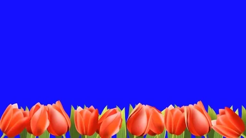 Tulip Field Wind Blows, Chroma Key Blue Screen 動画素材 313227499