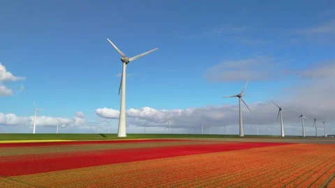 Tulip fields and wind turbines symbolize the Netherlands commitment to 動画素材 281053367