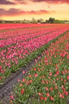 Tulip fields bloom in spring Stock Photos