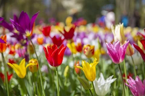 Tulip fields bloom in spring Stock Photos
