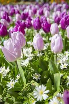 Tulip fields bloom in spring Stock Photos