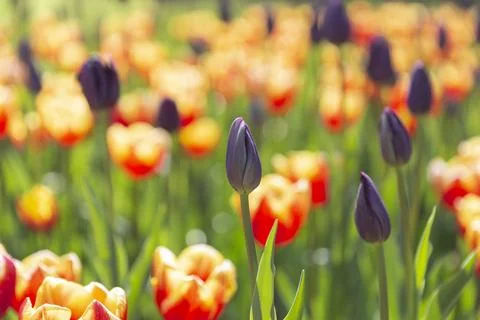 Tulip fields bloom in spring Stock Photos