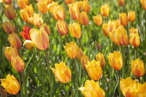 Tulip fields bloom in spring Stock Photos