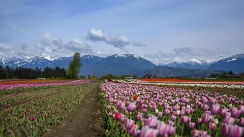 Tulip fields bloom under a vibrant sky in spring with mountains in the back.. Stock Photos