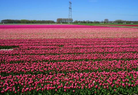 Tulip fields in Flevoland Stock Photos