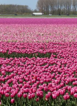 Tulip fields in Flevoland Stock Photos