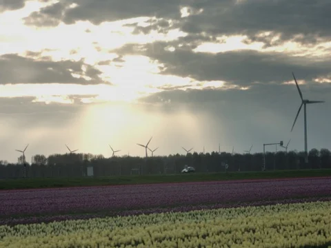 Tulip fields Stock Footage 74551682
