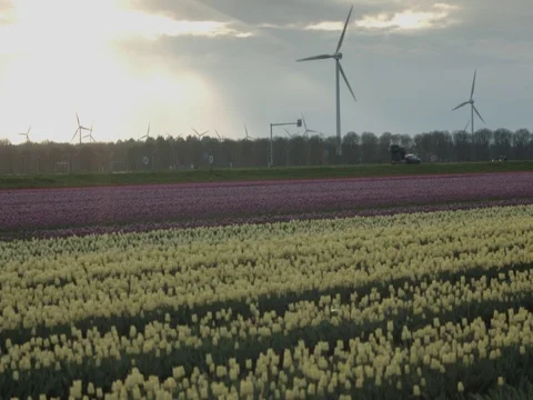 Tulip Fields Stock Footage 74551697