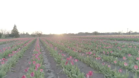 Tulip Fields Vidéo 152608293