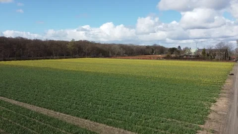 Tulip Fields Stock Footage 302087264